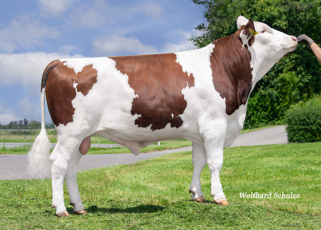 Aufgestellt ist auf diesem Bild der Testbulle Monty zu sehen.