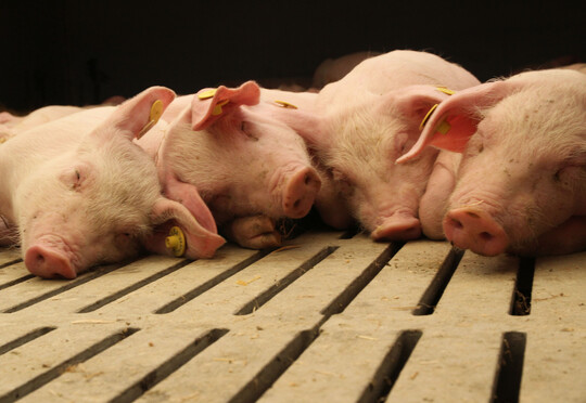In Baden-Wrttembergs Schweinestllen leben gerade weniger Ferkel als vor einem Jahr.