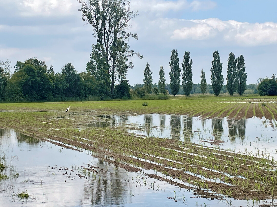 Anhaltende Niederschlge im Mai fhrten teilweise zu Staunsse und berflutungen von Maisflchen.