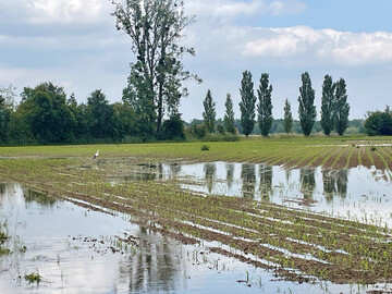 Anhaltende Niederschlge im Mai fhrten teilweise zu Staunsse und berflutungen von Maisflchen.