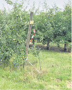 Unkrautwuchs im Baumstreifen bedeutet für die Bäume Konkurrenz um Wasser und Nährstoffe. Vorne unbehandelte Reihe, hinten behandelt.