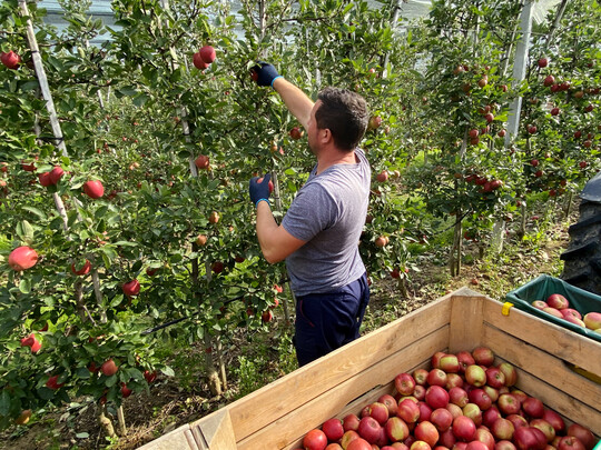 Das Glck der Tchtigen: Die Obstbauern am Bodensee haben eine berwiegend reichhaltige Apfelernte eingebracht.  
