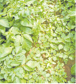 Bingelkraut und Schwarzer Nachtschatten sind typisch für Kartoffelfruchtfolgen.