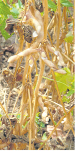 An den Tagen mit der größten Hitze platzten bei den frühesten Soja-Sorten in Müllheim Mitte August die Hülsen auf.