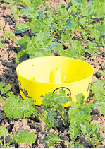 Mit Gelbschalen kann der Käferzuflug erfasst werden.