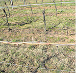 Überkreuzte Fruchtruten führen später zu Verdichtungen der Laubwand.