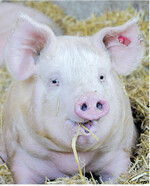 Wann der Preisverfall bei Agrarrohstoffen endet, ist offen. Um kein Geld zu verlieren, verzichten Schweine- und Milchviehhalter auf länger laufende Mischfutterkontrakte.