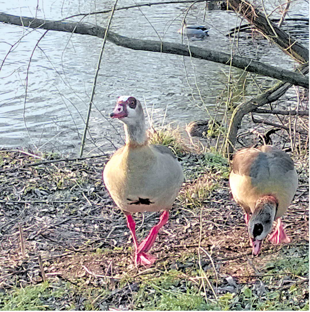 bild der woche Diese beiden Nilgänse haben sich am Neckar in Nürtingen angesiedelt. Ihr deutscher und der wissenschaftliche Name Atopochen aegyptiacus verweisen auf ihre Heimat Ägypten. Seit dem 18. Jahrhundert werden die braun-grau gescheckten Tiere auch in Europa als Ziervögel gehalten. Charakteristisch an den hochbeinigen Gänsen sind der dunkle Augenfleck und der Brustfleck.