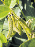 Die Qual der Wahl: Nicht jede Sojasorte ist für jeden Standort geeignet.