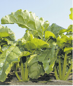 Ein gleichmäßiger, gesunder Bestand reduziert die Gefahr von Lagerverlusten.