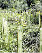 Mit Blick auf ein Erreichen der Verjüngungsziele gibt bei Tanne und Eiche in bestimmten Regionen des Landes kaum Alternativen zum Einzelpflanzenschutz.