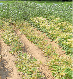 Spritze reinigen: Selbst geringe Herbizidrückstände können die nachfolgend behandelten Kultur empfindlich treffen.