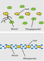 Vergleich Unterfußdüngung und Saatbanddüngung im Mais.Granulatverteilung bei Unterfußdüngung.Granulatverteilung bei Mikrogranulat.