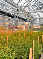 Zwischengenerationen im Gewächshaus sparen bei der Züchtung Jahre an Arbeit ein.