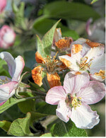 Die frühere Obstblüte erhöht die Gefahr von Spätfrostschäden deutlich.