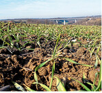 Bei hohen Temperaturen hat das Wachstum des Getreides und der Ungräser eingesetzt.