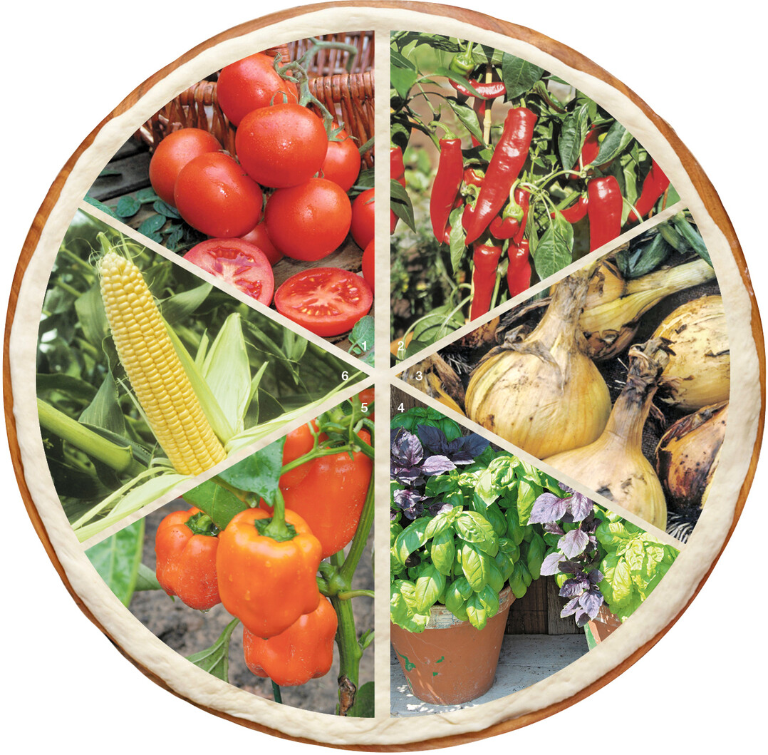 Tomaten dürfen auf einer Pizza nicht fehlen. Fruchtig-scharfe Chilischoten und Spitzpaprika lassen sich im Beet oder auch im Topf anbauen. Zwiebeln sind für die mediterrane wie für die heimische Küche unverzichtbar. Basilikum dankt einen sonnigen Standort mit einem guten Aroma. Gemüsepaprika kann sehr fruchtige Noten entwickeln. Zuckermais wird nicht zuletzt von den Kindern sehr geliebt.