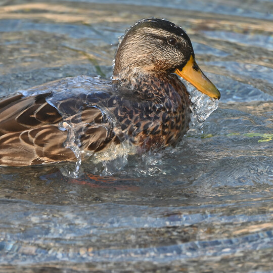 Zum Schutz vor der Vogelgrippe mssen Geflgelhalter in zwei Gemeinden im Landkreis Karlsruhe ihre Tiere nun aufstallen.