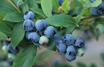 Heidelbeere Hardy Blue