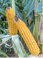 Für einen erfolgreichen Anbau, muss die gewählte Maissorte zu den betrieblichen Gegebenheiten passen..