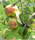 Der Schorfdruck im vergangenen Jahr war hoch. Daher gilt es in der neuen Saison von Beginn an auf ausreichenden Schutz zu achten.