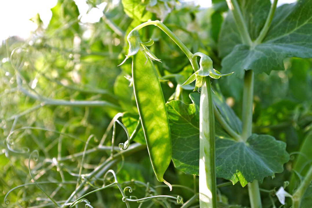   Versuche in Wintererbsen zeigen eine verbesserte Frohw�chsigkeit und Ertragsabsicherungen nach Schwefeld�ngung.