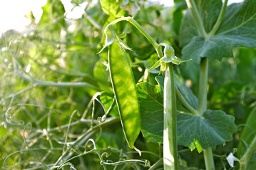  Versuche in Wintererbsen zeigen eine verbesserte Frohwchsigkeit und Ertragsabsicherungen nach Schwefeldngung.