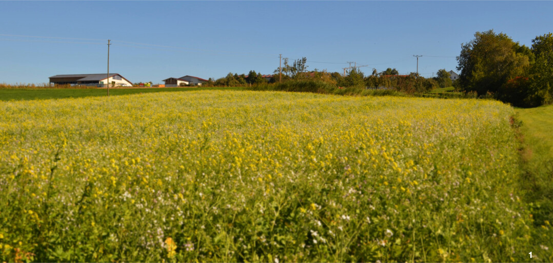 Verbesserung der Biodiversität im Rahmen des Gemeinsamen Antrags. Herbstbegrünung als Ökologische Vorrangfläche (ÖFV) mit einer Senf-Ölrettich-Mischung.
