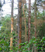 Hat der Borkenkäfer erst mal zugeschlagen, müssen die befallenen Bäume im Sinne des Waldschutzes rasch aufgearbeitet und aus dem Wald gebracht werden.