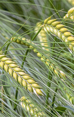 Die Höhe der N-Düngung zu Sommergerste muss wohl überlegt sein, um Qualität und Ertragshöhe zu optimieren.