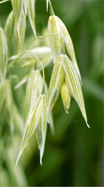 Für Hafer müssen in der dritten Schicht zehn kg N je Hektar hinzugerechnet werden.