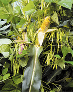 Optimierte Stangenbohnensorte für den Gemengeanbau mit Mais kurz vor der Silomaisernte.