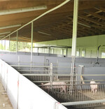 In Ställen mit Stroheinstreu steigt die Staubbelastung für Schweine. Das kann zu gesundheitlichen Problemen bei den Tieren führen.