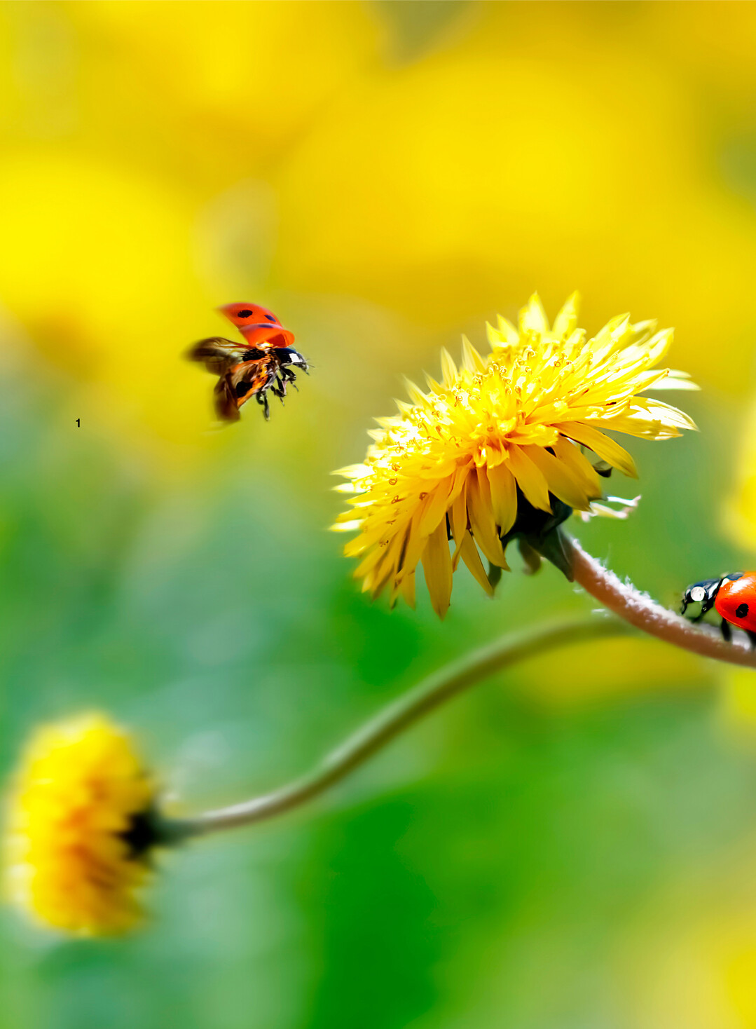 Insekten fliegen auf Löwenzahn.