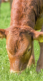 Die Landwirte in der Europäischen Union erzeugen weniger Rindfleisch. Dabei ist die erzeugte Menge nicht so stark zurückgegangen, wie die sinkenden Schlachtzahlen zunächst erwarten ließen.