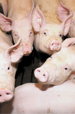 Der Verzehr von Schweinefleisch nimmt in Deutschland seit Jahren ab. Gegenwärtig sind aber die Schlachtschweine so knapp, dass die Erzeugerpreise steigen.