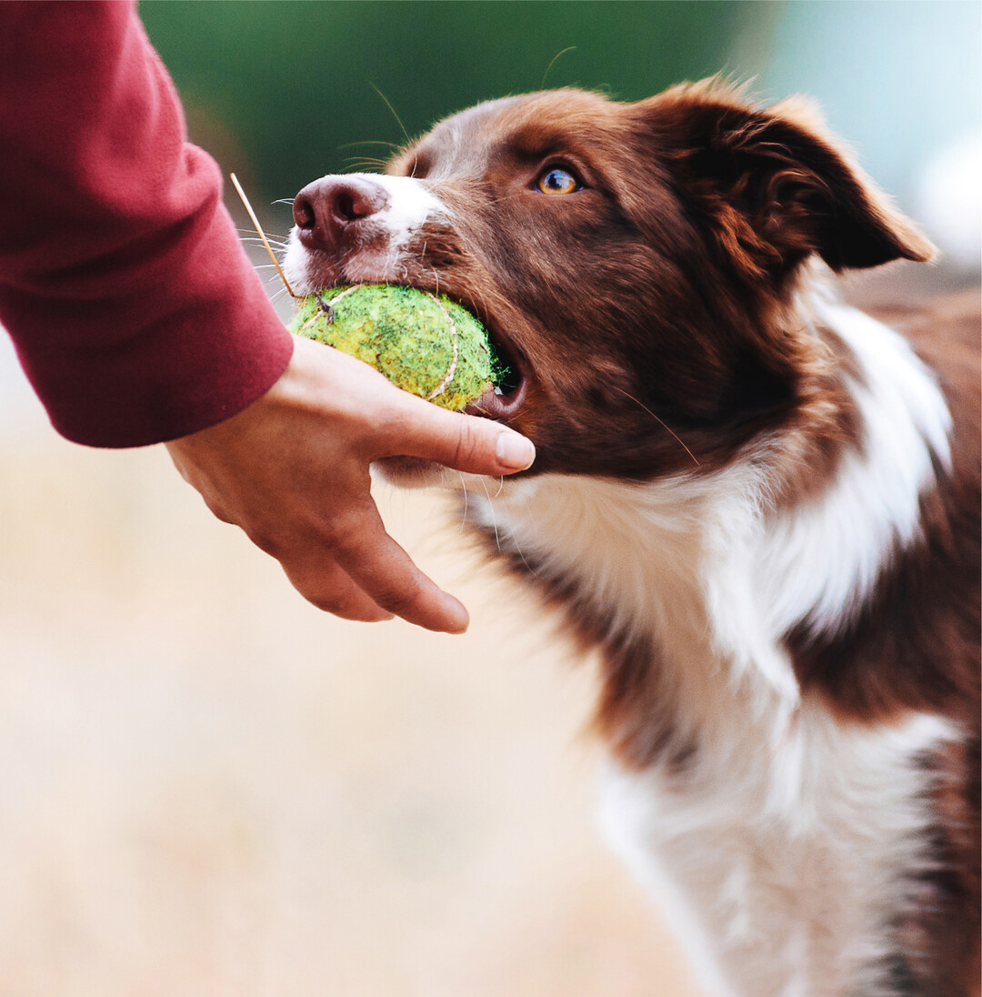 Salmonellengefahr für Hundebesitzer Krankmachende Bakterien können nicht nur bei Kontakt mit dem Hund oder über Hundekot, sondern auch bei der Futterzubereitung und über Kauartikel übertragen werden. Die Folge können schwere Magen-Darm-Infektionen sein. Besonders für Kinder und ältere Menschen ist es gefährlich, sich beispielsweise mit Salmonellen zu infizieren und zu erkranken, warnt das Bundesamt für Verbraucherschutz und Lebensmittelsicherheit. Beim Zubereiten von rohen Futtermitteln, insbesondere Fleischerzeugnissen, gilt erhöhte Sorgfalt. Denn dort ist eine bakterielle Kontamination möglich. Durch das Übertragen der Keime von solchen Futtermitteln auf die Hände, auf Haushaltsgeräte und Küchenoberflächen können auch Speisen mit Krankheitserregern kontaminiert werden. Deshalb sollte alles nach der Benutzung unbedingt sorgfältig gereinigt sowie die Hände gründlich gewaschen werden. Auch Hundekauartikel können Krankheitserreger verbreiten: Im Europäischen Schnellwarnsystem für Futter- und Lebensmittel warnten die deutschen Überwachungsbehörden im Jahr 2020 in etwa zehn Prozent der Meldungen zu Salmonellen im Futtermittelsektor vor Salmonellen in Hundekauartikeln.