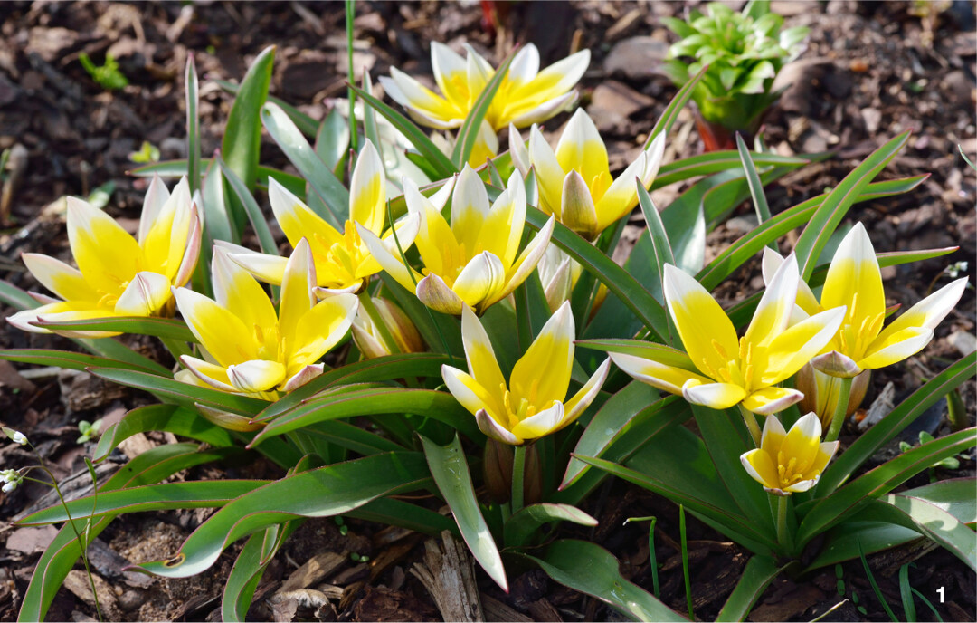 Tulipa urumiensis ist sehr anspruchslos, außerdem ausgesprochen wüchsig und blühwillig.