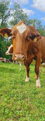 Die GAP bringt Einschnitte in die Prämien. Es gibt aber neue Angebote, die es zu nutzen gilt.