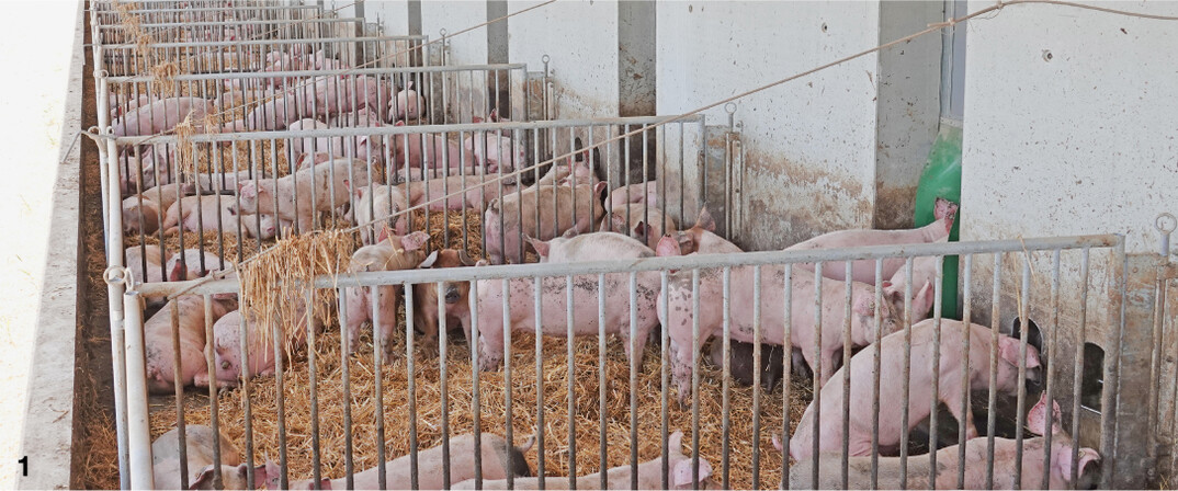 Der Auslauf fr die Schweine erhht den Komfort. Hierzu wurden dort auch die Trnkebecken installiert. Das Wasser wird das Jahr ber auf 13 Grad erwrmt.