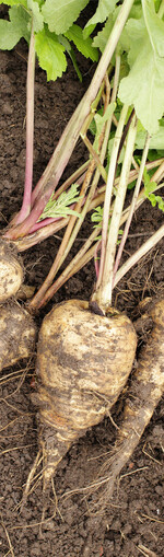 Kurze, breite Sorten eignen sich für steinige oder schwere Böden am besten.