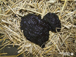 Verdautes Blut färbt den Kot erkrankter Tiere schwarz.