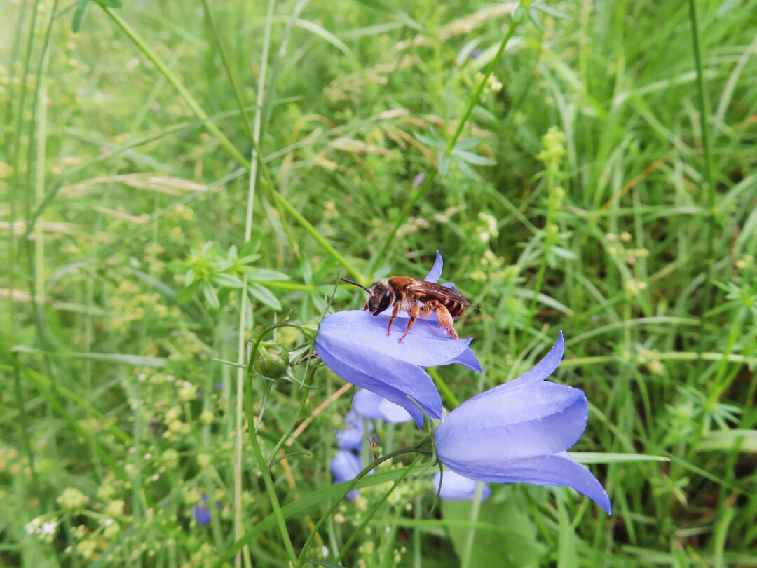 Die seltene "Braunschuppige Sandbiene" Andrena curvungula ist gefhrdet.