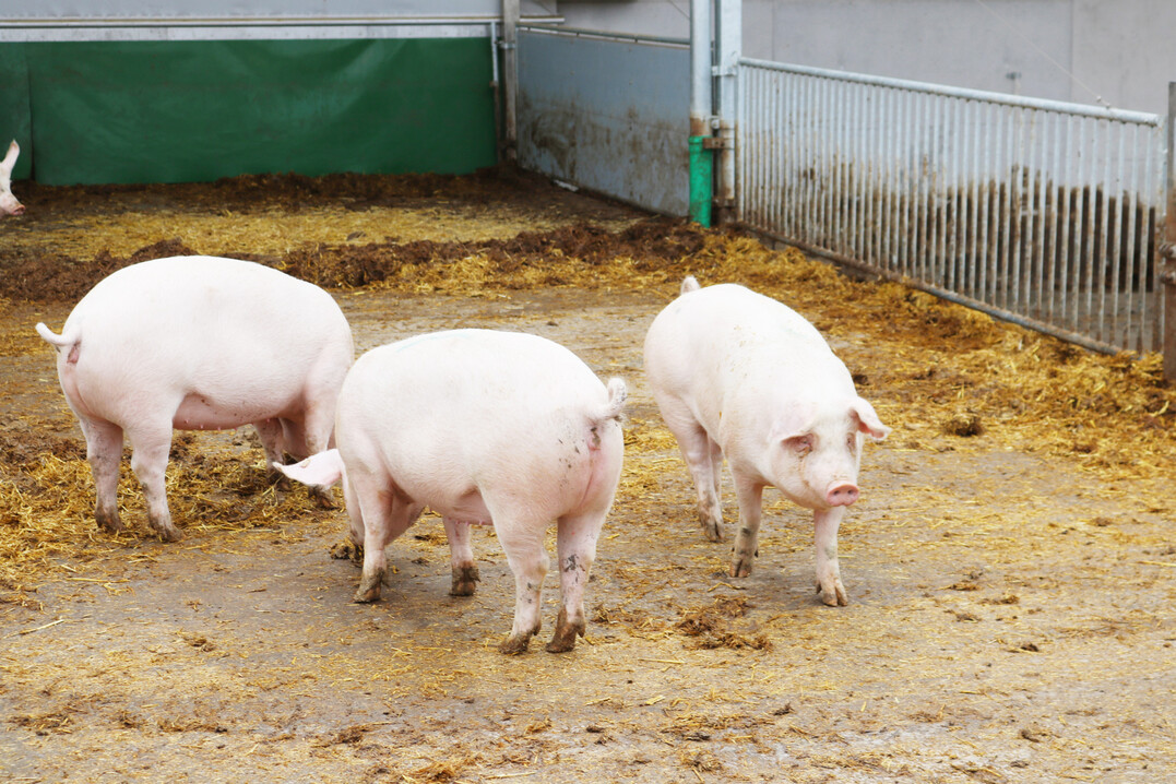Viehzhlungsergebnisse: Die Zahl der schweinehaltenden Betriebe ist innerhalb eines Jahres um 3,4 Prozent oder 600 Betriebe gesunken. 