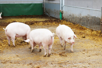 Viehzhlungsergebnisse: Die Zahl der schweinehaltenden Betriebe ist innerhalb eines Jahres um 3,4 Prozent oder 600 Betriebe gesunken. 