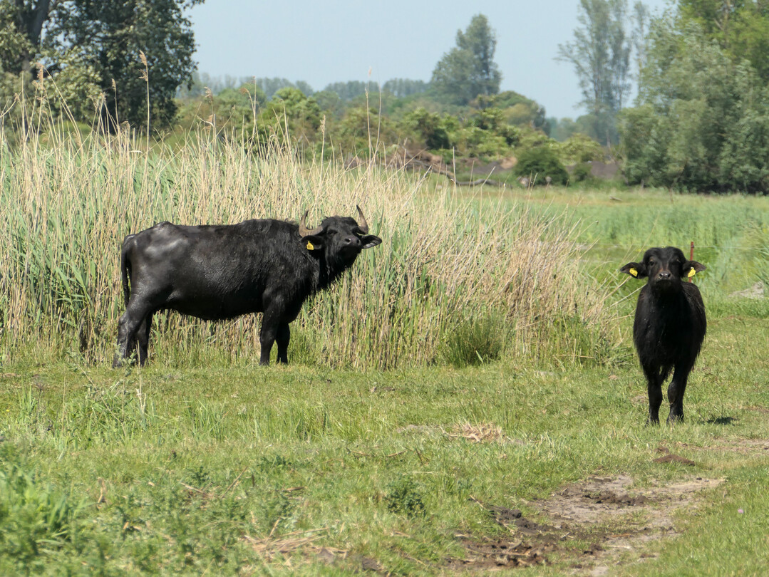 In Brandenburg ist bei drei Wasserbffeln die Maul- und Klauenseuche amtlich festgestellt worden. Die zustndigen Behrden haben inzwischen entsprechende Bekmpfungs- und Schutzmanahmen eingeleitet. Die betroffenen Tiere wurden gettet.