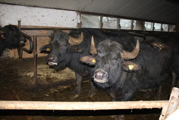 Der Seuchenausbruch auf einem Bffelbetrieb in Brandenburg hat die Mrkte fr Milch und Fleisch geschockt.