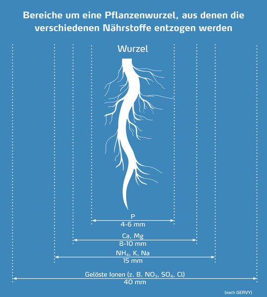 Abb. 2: Pflanzenwurzel und die umliegenden Bereiche, aus denen Nährstoffe aufgenommen werden können. Gelöste Salze wie Nitrat oder Sulfat werden aus einem größeren Radius um die Wurzeln aufgenommen als zum Beispiel Phosphat.