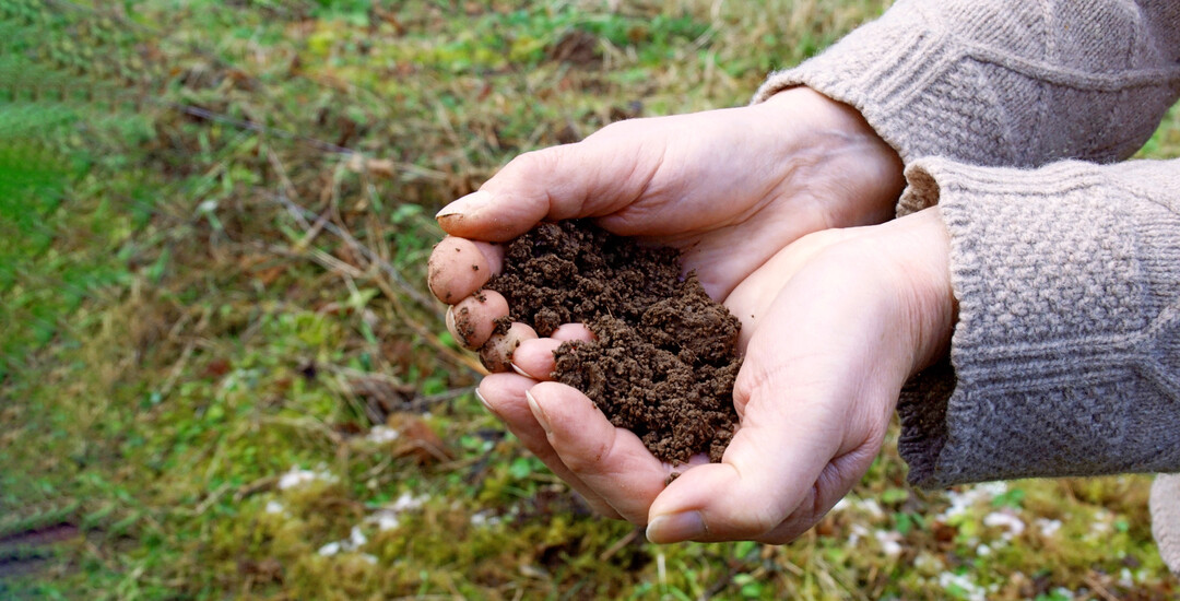 Ist die Gartenerde lehmig, sandig oder humusreich, nährstoffarm oder nährstoffreich? Eine Bodenprobe gibt Aufschluss über die Beschaffenheit und darüber, wie gedüngt werden muss.