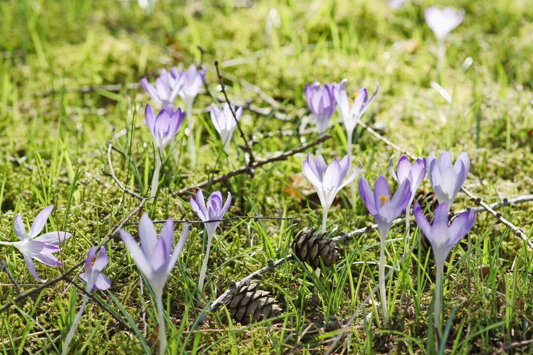 Krokusse sind neben Schneeglckchen, Winterlingen und anderen Zwiebelzwergen die ersten blumigen Frhlingsboten.